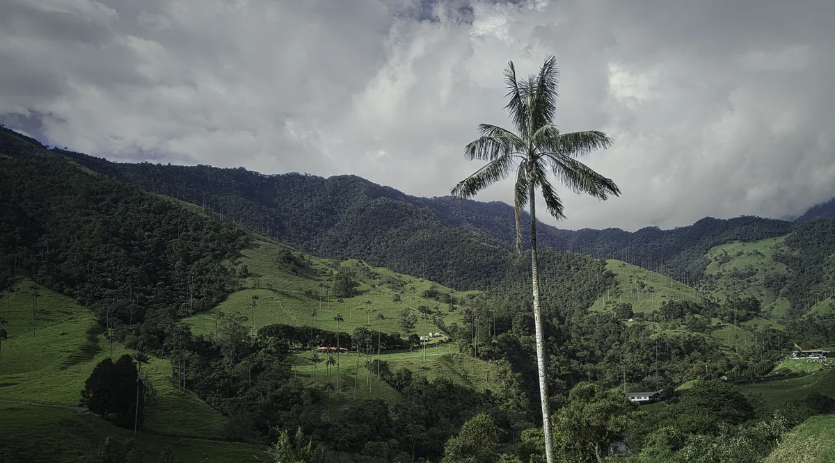 Palma de cera en el Valle de Cocora